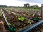 drip irrigation
