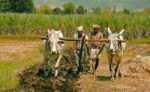 farmers