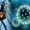 nipah virus
