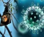 nipah virus