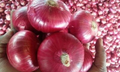 onion