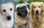 dog show