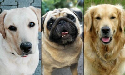 dog show