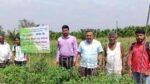 tomato crop
