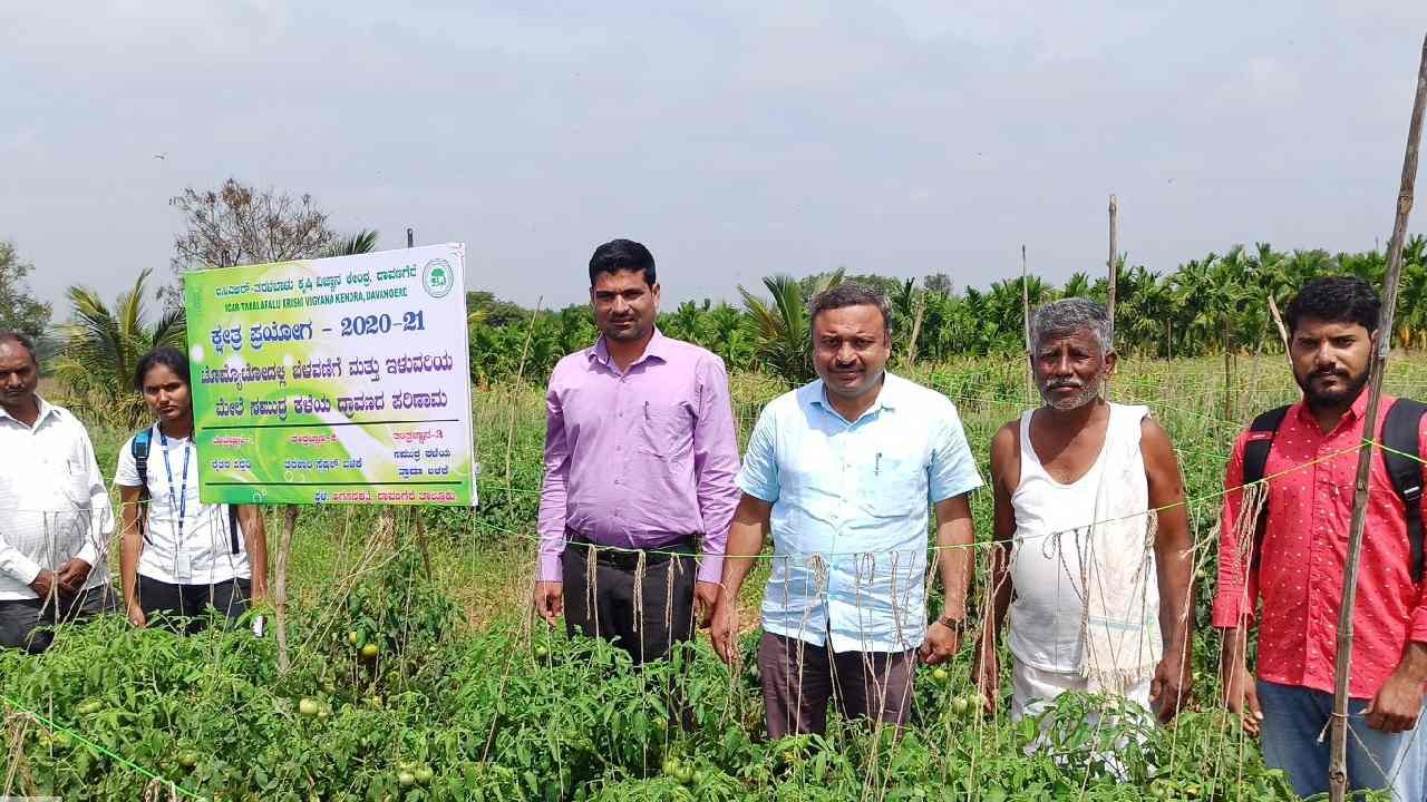 tomato crop