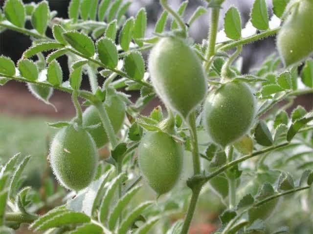 images 33
