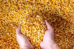 maize 22