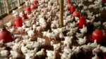 poultry farming