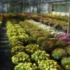 Horticulture Training