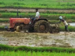 agriculture paddy