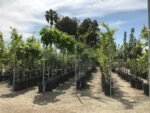 forest Nursery