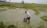rain paddy farmers