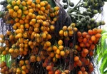 arecanut