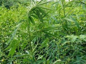 images 8 4