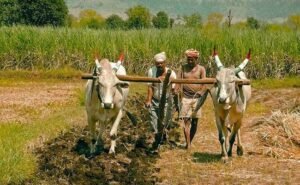 farmers