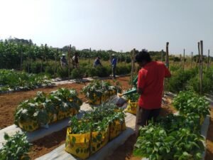 horticulture karnataka