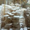 mushroom 5 16776406263x2 1