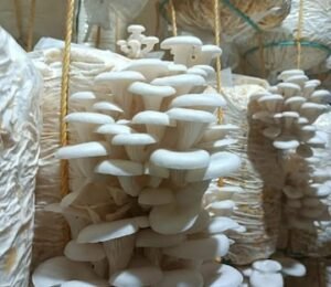 mushroom 5 16776406263x2 1