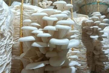 mushroom 5 16776406263x2 1
