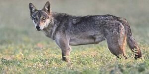 images 2024 01 22T095238.453