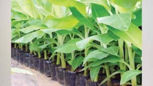 images 2024 02 26T193315.318