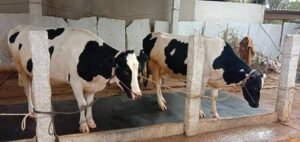 images 2024 04 16T064504.451