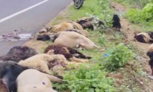 chitraduruga sheep death