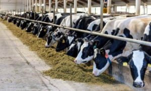 dairy farming dvgsuddi
