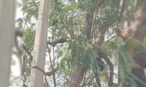 power shok davangere