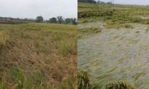 rain effect davangere