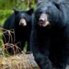 bear attack