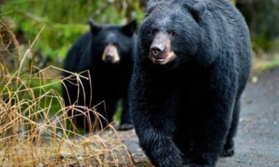 bear attack