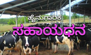 dairy farming