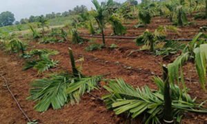 arecanut tree cut