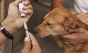 ರೇಬಿಸ್ ಲಸಿಕೆ