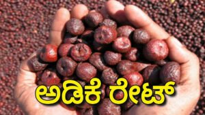 arecanut rate today