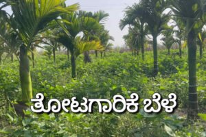 horticulture crop arecanut