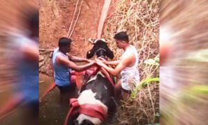 cow