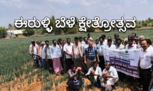 Onion crop