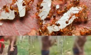 davangere crime news 7