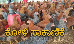 poultry