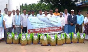 davangere paddy news