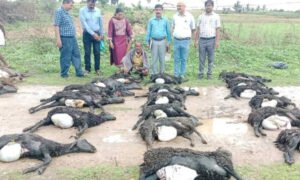 ಕುರಿ ಸಾವು