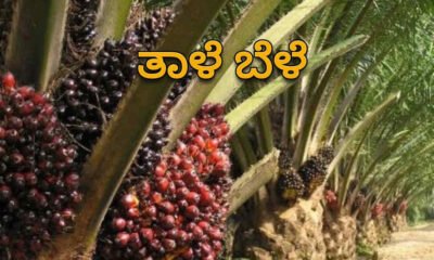 Palm crop