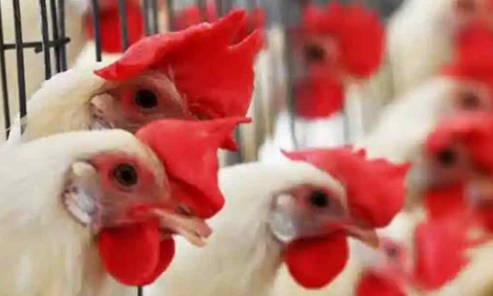 Poultry 1