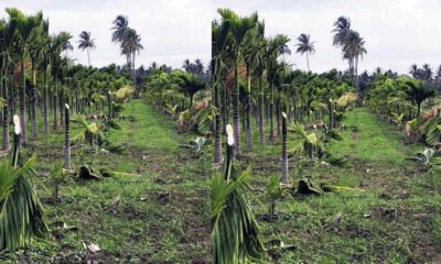 arecanut tree cut 1