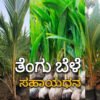 coconut crop