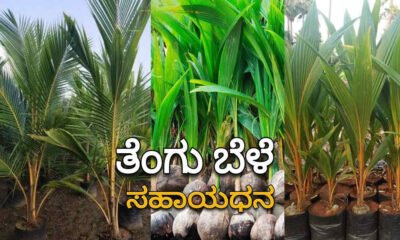 coconut crop