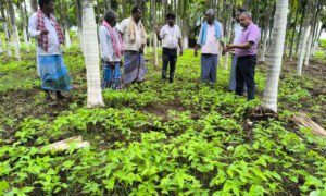 ಹಸಿರೆಲೆ ಗೊಬ್ಬರ