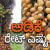 arecanut 1